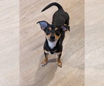 Cal- tiny but mighty - Male Miniature Pinscher-Unknown Mix Dog for Adoption - Small photo