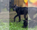 Small #12 Cane Corso