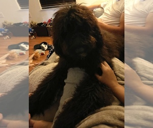 Goldendoodle Puppy for sale in KISSIMMEE, FL, USA