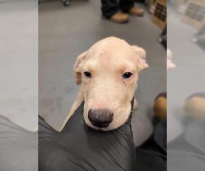 Black Mouth Cur-Labrador Retriever Mix Dogs for adoption in Corpus Christi, TX, USA