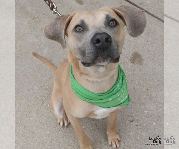 Medium Photo #6 Labrador Retriever-Unknown Mix Puppy For Sale in Washington, DC, USA