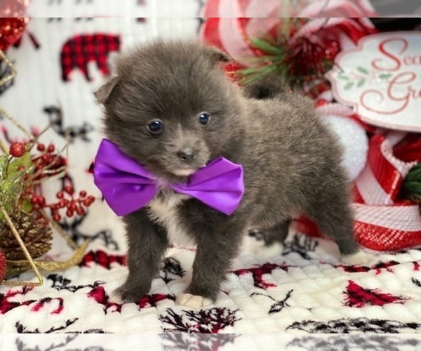 Medium Photo #1 Pomeranian Puppy For Sale in LANCASTER, PA, USA