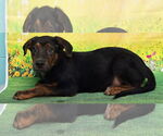 Small #1 Labrador Retriever Mix