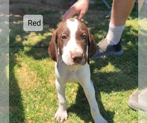 German Shorthaired Pointer Puppy for sale in FRESNO, CA, USA