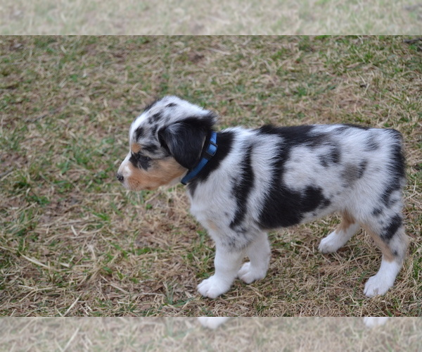 Medium Photo #1 Australian Shepherd Puppy For Sale in DIXON, MO, USA