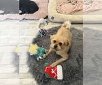 Small #7 Pug Mix