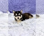 Small #4 Siberian Husky