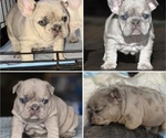 Small Photo #4 French Bulldog Puppy For Sale in NORTHRIDGE, CA, USA
