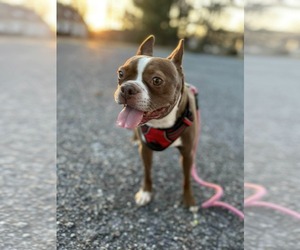 Boston Terrier Dogs for adoption in Gibbstown, NJ, USA