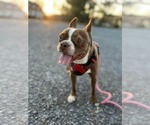 Small Boston Terrier