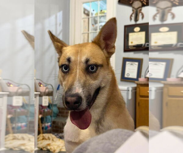 Medium Photo #3 Mutt Puppy For Sale in Westwood, NJ, USA