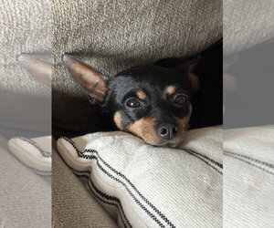 Haven - Female Chipin Dog for Adoption - Photo #2