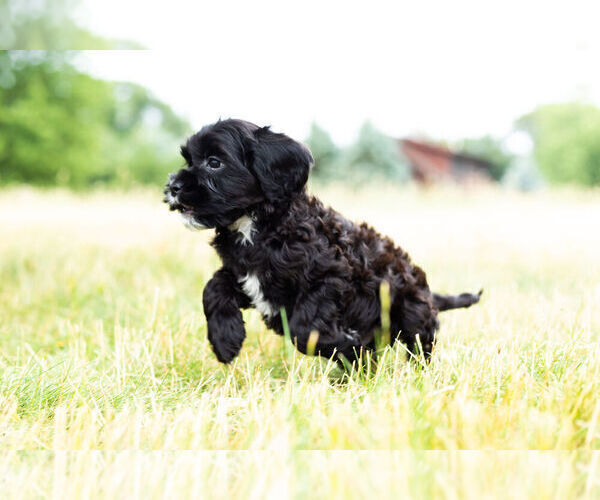 Medium Photo #13 Cockapoo Puppy For Sale in WARSAW, IN, USA