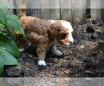 Small #2 Cavapoo-Poodle (Toy) Mix