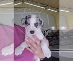 Puppy Lil jack Border Collie