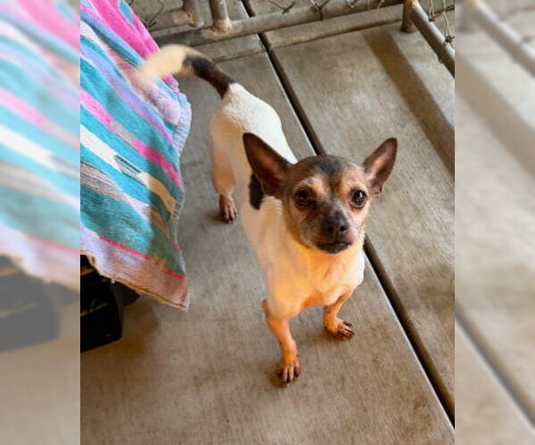 Medium Photo #3 Chihuahua-Unknown Mix Puppy For Sale in Ventura, CA, USA