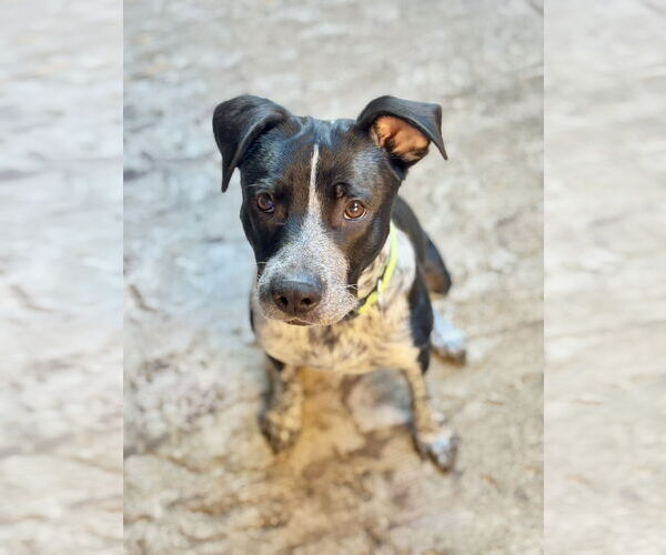 Medium Photo #12 Mutt Puppy For Sale in Euless, TX, USA