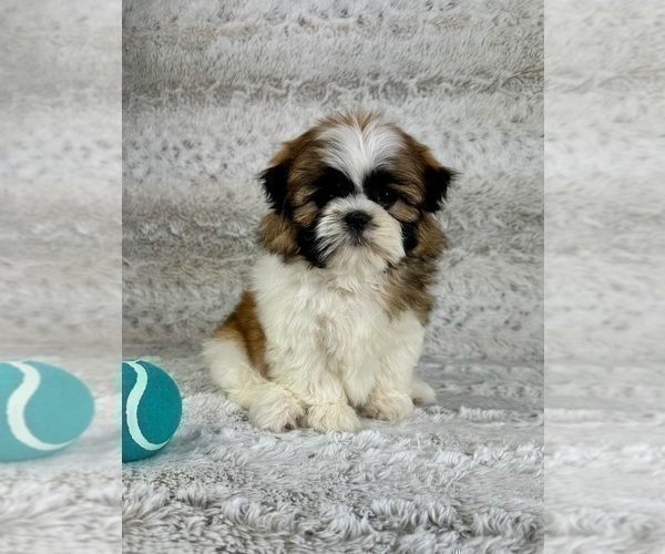 Medium Photo #5 Shih Tzu Puppy For Sale in GREENFIELD, IN, USA