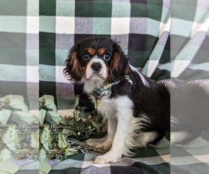 Cavalier King Charles Spaniel Puppy for sale in QUARRYVILLE, PA, USA