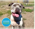 Small #2 American Pit Bull Terrier