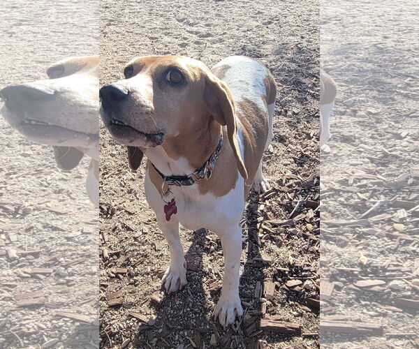 Medium Photo #3 Beagle Puppy For Sale in Las Vegas, NV, USA