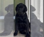 Puppy Milo Labrador Retriever