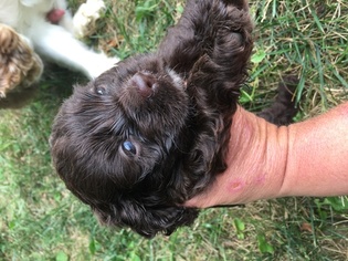 Cocker Spaniel Puppy for sale in HORSE CAVE, KY, USA