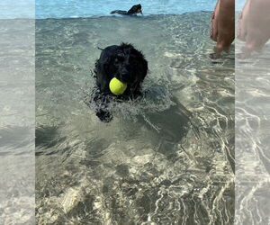Courtesy: Mauer - Female Borador Dog for Adoption - Photo #4