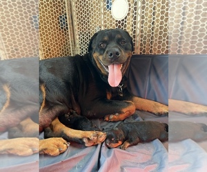 Rottweiler Puppy for sale in FONTANA, CA, USA