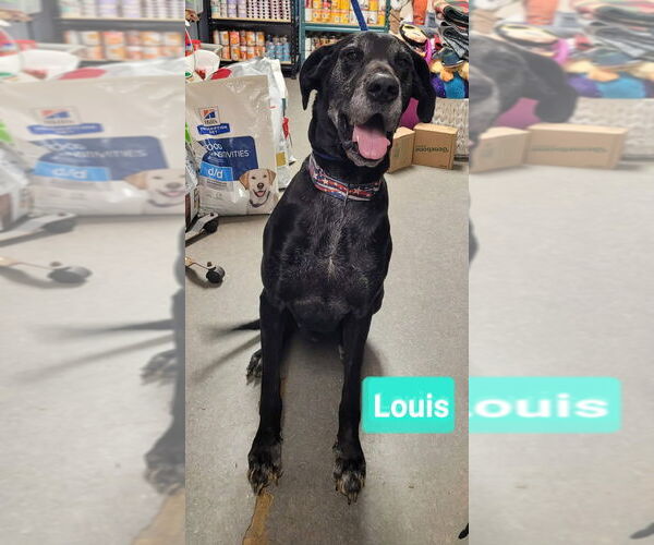 Medium Photo #2 Great Dane Puppy For Sale in Richmond, IN, USA