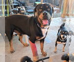 Small Rottweiler