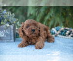 Puppy Stan Poodle (Miniature)