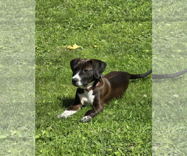 Medium Photo #1 Labrador Retriever-Unknown Mix Puppy For Sale in Brooklyn Center, MN, USA