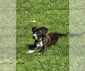 Labrador Retriever-Unknown Mix Dogs for adoption in Brooklyn Center, MN, USA