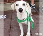 Small #2 Labrador Retriever Mix