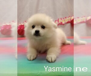 American Eskimo Dog Puppy for sale in CAMPBELL, MN, USA