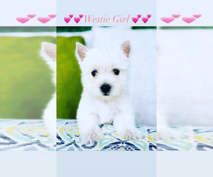 West Highland White Terrier Puppy for Sale in MIAMI, Florida USA