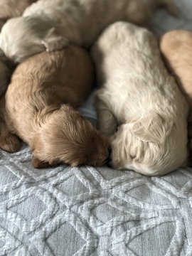 Medium Photo #12 Goldendoodle Puppy For Sale in FORT COLLINS, CO, USA