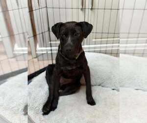 Mutt Dogs for adoption in Woodbury, NY, USA
