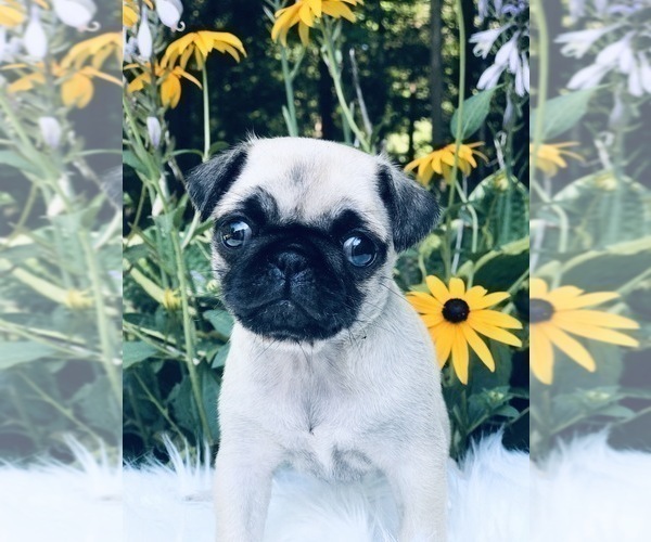 Medium Photo #9 Pug Puppy For Sale in CANTON, CT, USA