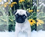 Small Photo #9 Pug Puppy For Sale in CANTON, CT, USA