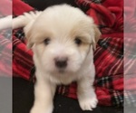 Small #3 Coton de Tulear