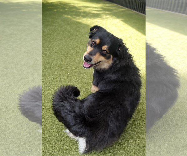 Medium Photo #4 Australian Shepherd-Collie Mix Puppy For Sale in Dallas, TX, USA