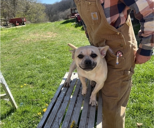 Medium Photo #53 French Bullhuahua Puppy For Sale in SPRAGGS, PA, USA