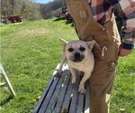 Small Photo #53 French Bullhuahua Puppy For Sale in SPRAGGS, PA, USA