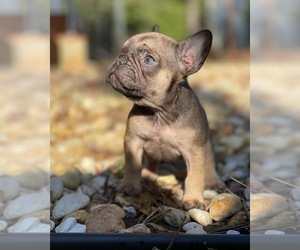 French Bulldog Puppy for sale in DECATUR, GA, USA