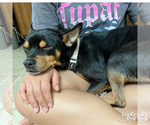 Small #5 Miniature Pinscher Mix