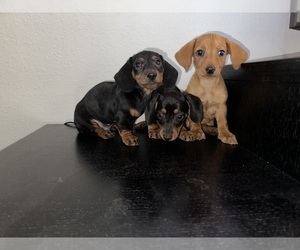 Dachshund Puppy for sale in SCOTTSDALE, AZ, USA