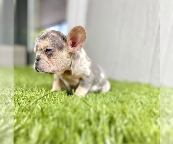 Medium Photo #18 French Bulldog Puppy For Sale in DALLAS, TX, USA