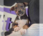 Small #4 Jack Russell Terrier Mix
